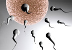 Not the Fastest Sperm are the Most Successful Ones