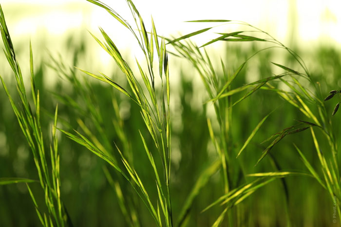 700-herbs-oat-grass-summer