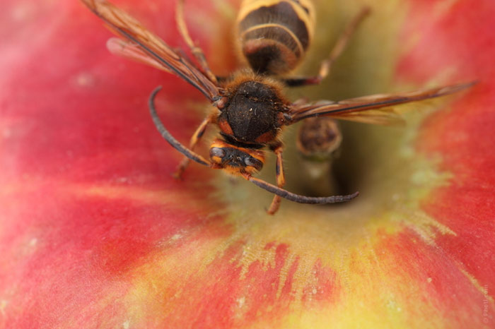 insect-bee-apple-bite