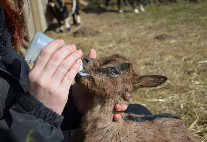 goat-feeding-animal-zoo